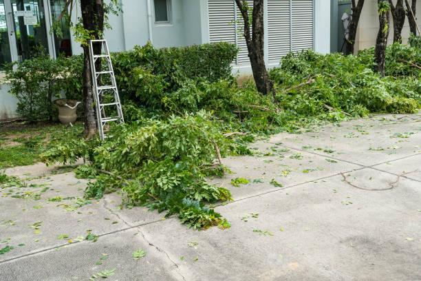 Professional Tree Care Services in Central Gardens, TX