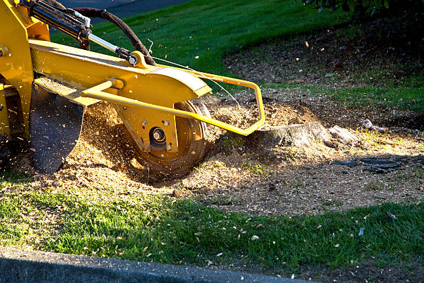 How Our Tree Care Process Works  in  Central Gardens, TX